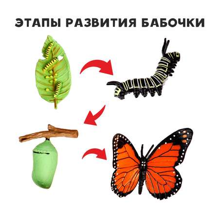 Обучающий набор Sima-Land «Этапы развития бабочки» 4 фигурки