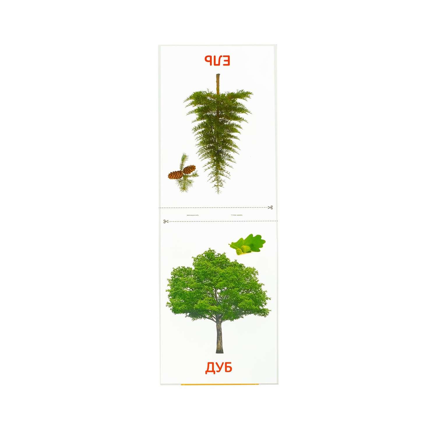 Обучающие карточки Буква-ленд Г. Домана «Деревья» на скрепке 20 страниц - фото 4
