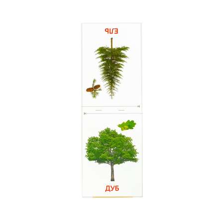 Обучающие карточки Буква-ленд Г. Домана «Деревья» на скрепке 20 страниц