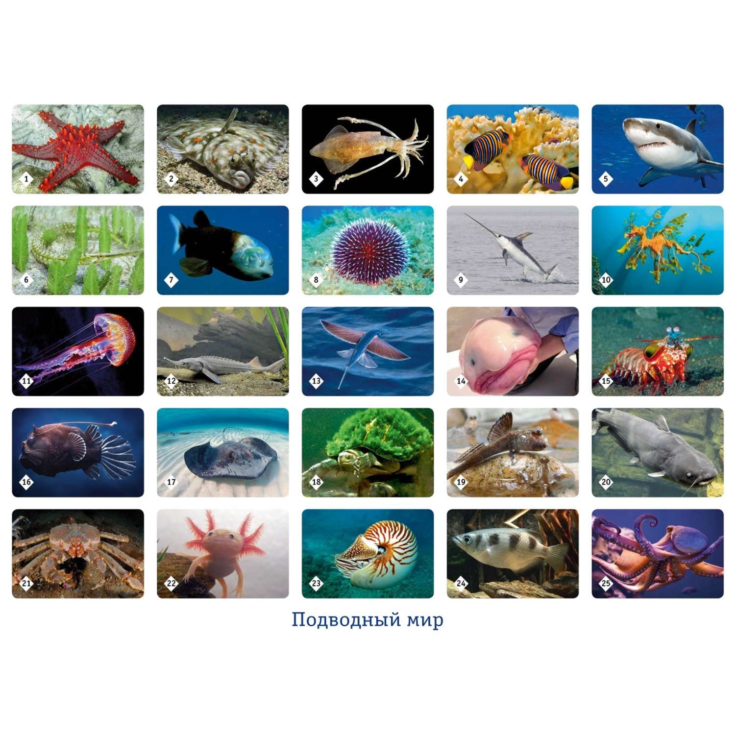 Настольные развивающие игры Нескучные игры Мемо Удивительные животные + Подводный мир - фото 8