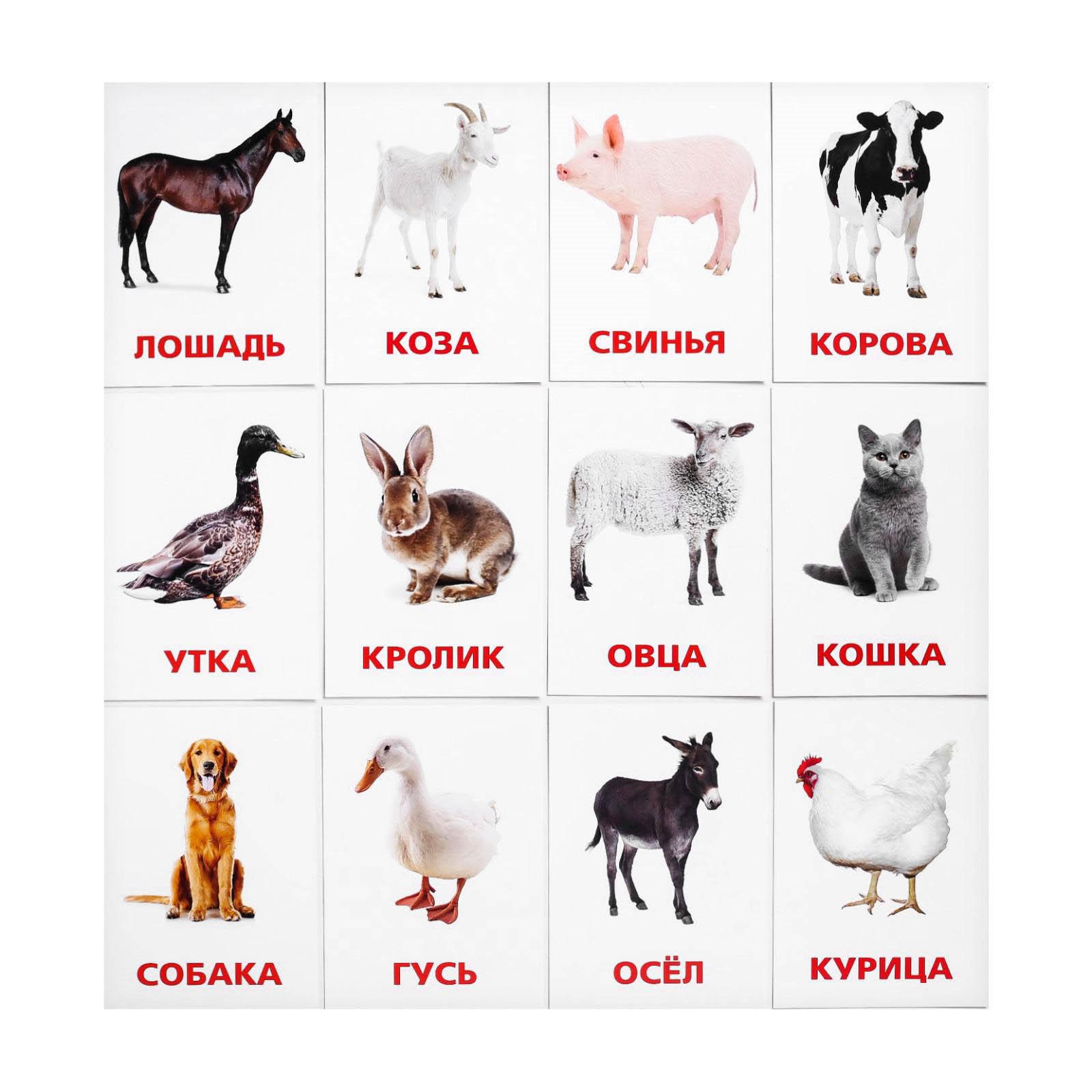 Обучающие карточки по методике Глена Домана Дикие животные , 12 карт, А6, в коро