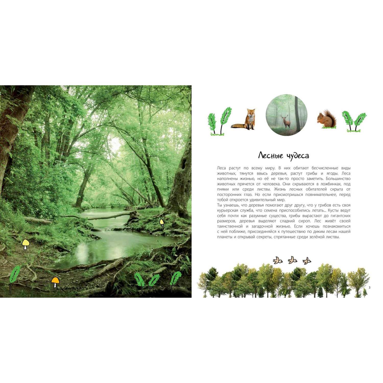 Книга Издательство Энас-книга Таинственный лес и его обитатели - фото 2