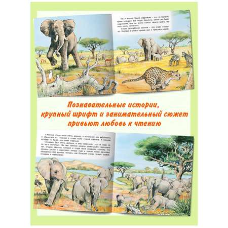 Комплект книг Фламинго Сказки для детей Рассказы о животных Приключения Бельчонка Слоненка Медвежонка Львенка