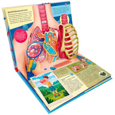 Книга Malamalama Анатомия человека с объемными картинками для детей