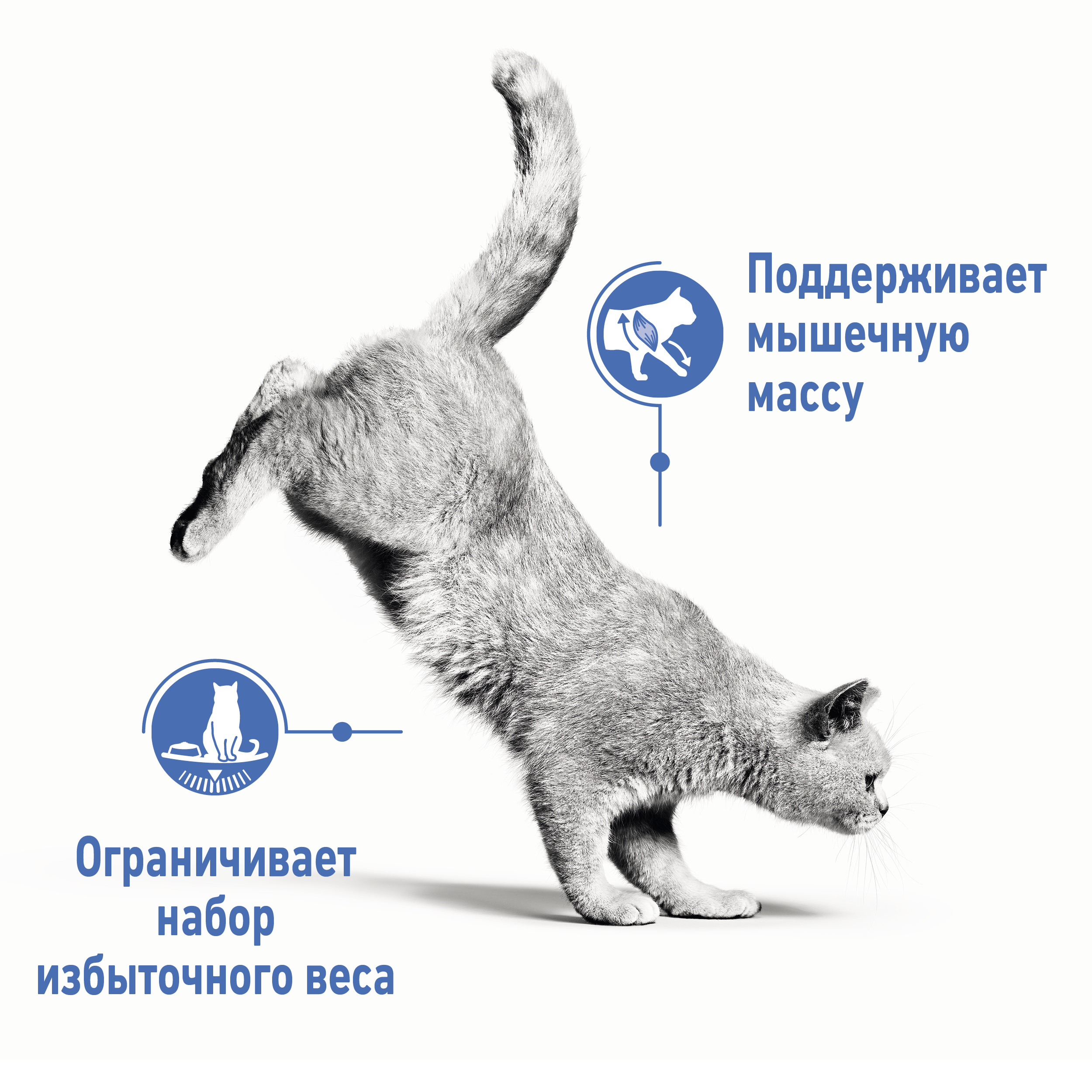 Корм влажный для кошек ROYAL CANIN Ultra light 85г желе склонных к полноте пауч - фото 5