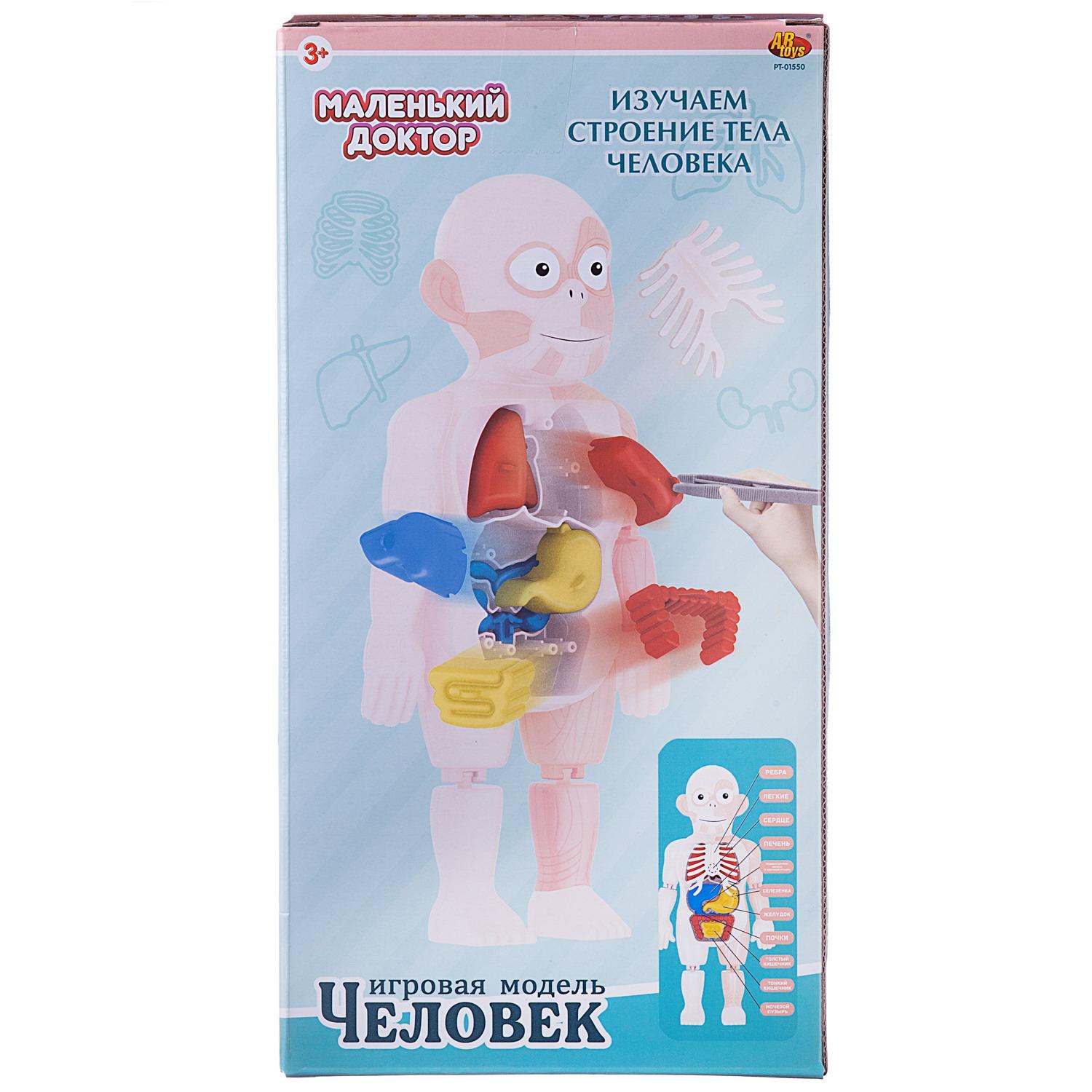 Игровой набор Маленький доктор ABTOYS Изучаем строение человека - фото 2