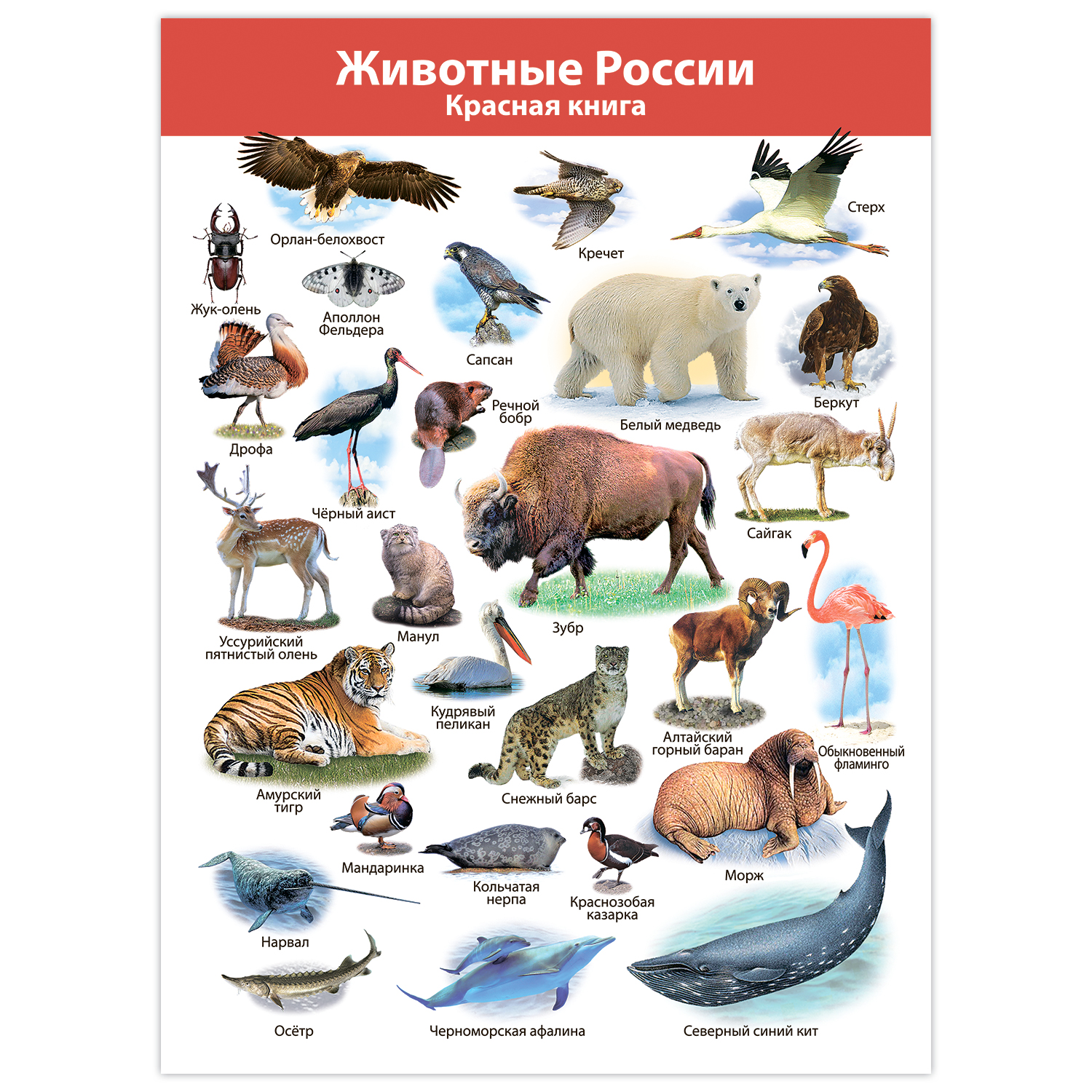 Америка животные