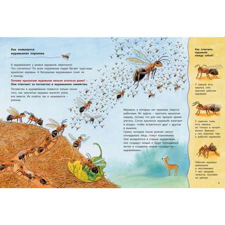 Книга Издательство Энас-книга Где живёт муравьишка Познавательные истории Райхенштеттер Давай познакомимся