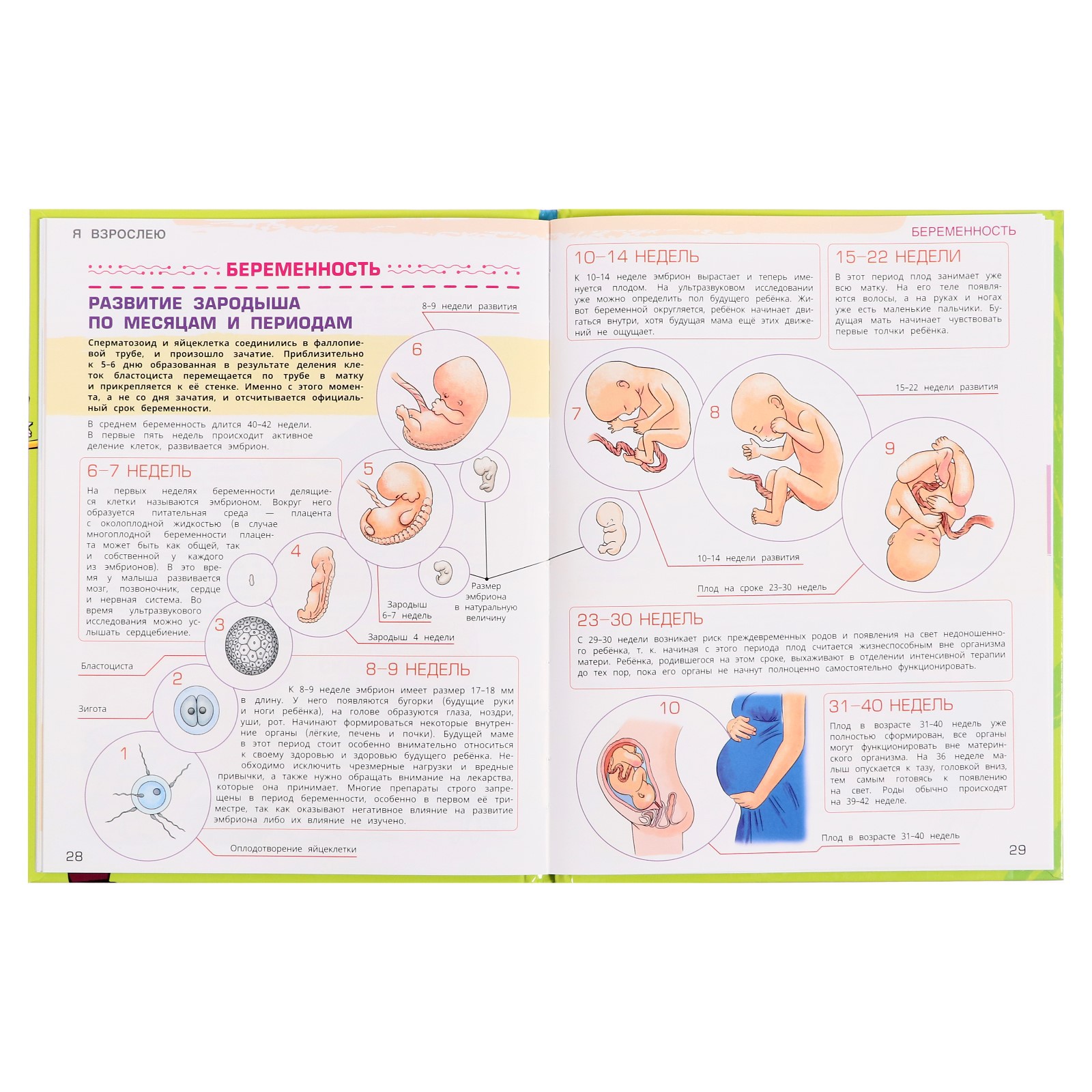 Энциклопедия Sima-Land «Я взрослею: всё о чём нужно знать подростку» 48 страниц - фото 6