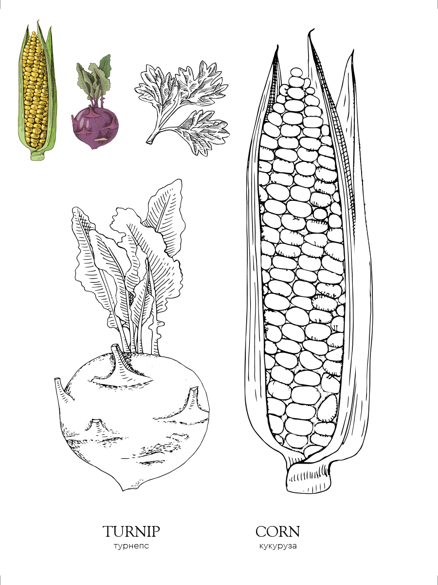 Раскраска Жёлудь Vegetables овощи - фото 19