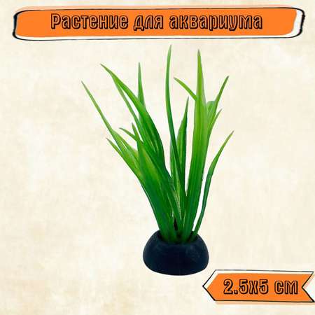 Аквариумное растение Rabizy кустик 2.5х5 см