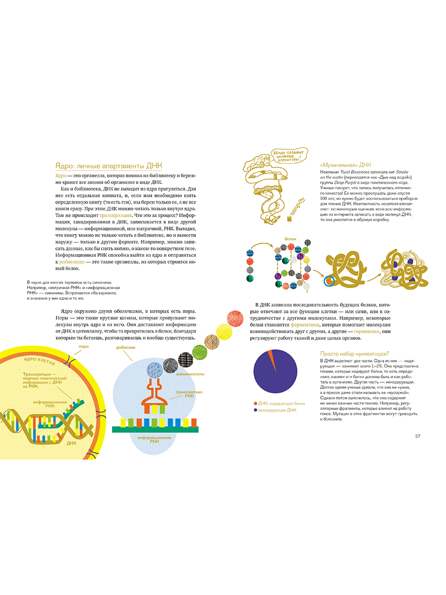 Книга Альпина. Дети Расплетая ДНК увлекательный путеводитель по генетике - фото 13