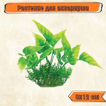 Аквариумное растение Rabizy кустик 8х12 см