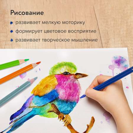 Карандаши цветные Brauberg акварельные Premium Aquarelle 24 шт