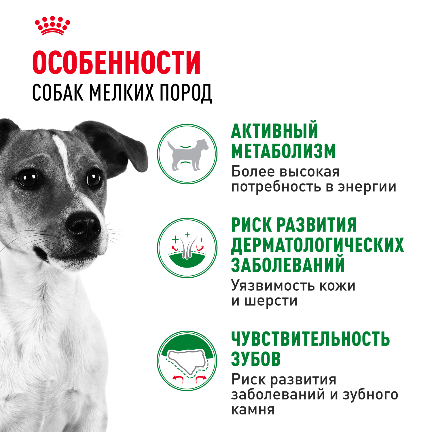 Сухой корм для собак ROYAL CANIN 2 кг (для домашних, полнорационный) - фото 3