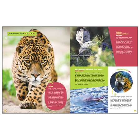 Энциклопедии c фото и видео приложениями СТРЕКОЗА Животные
