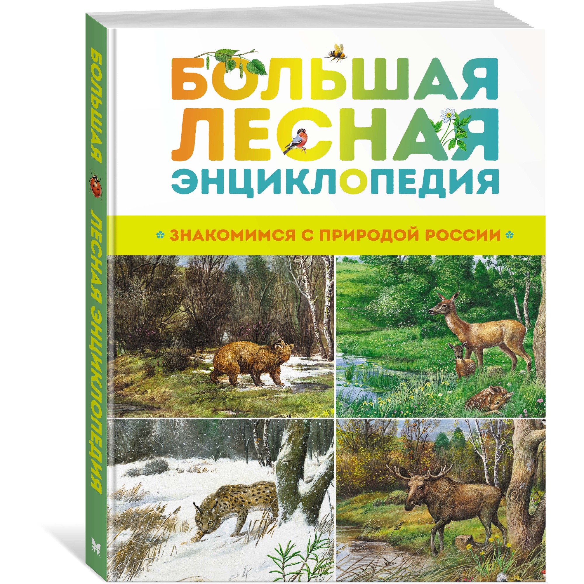 Книга Махаон Большая лесная энциклопедия. Знакомимся с природой России - фото 2