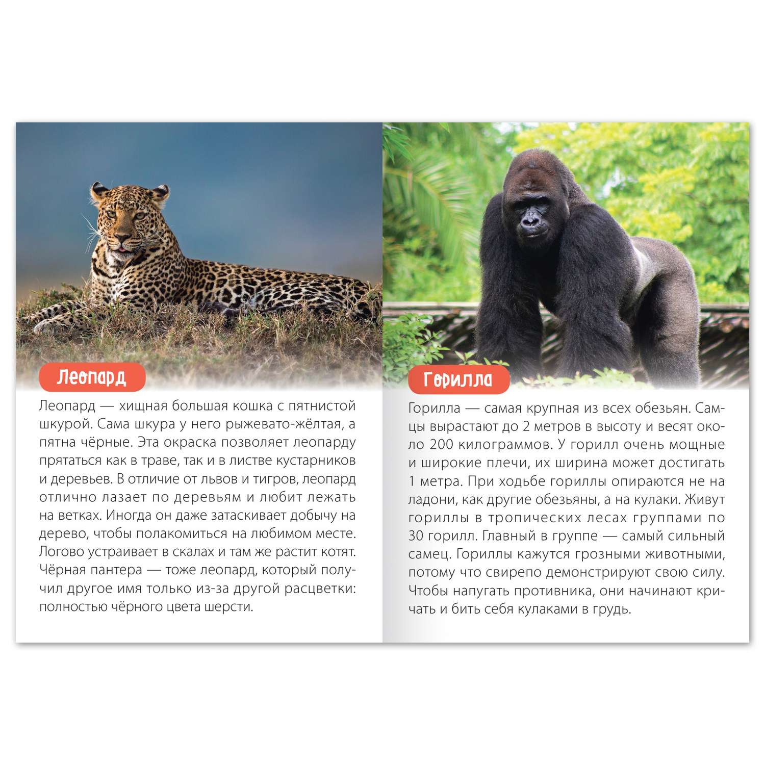 Обучающая книга Буква-ленд «Животные Африки» 20 страниц - фото 2