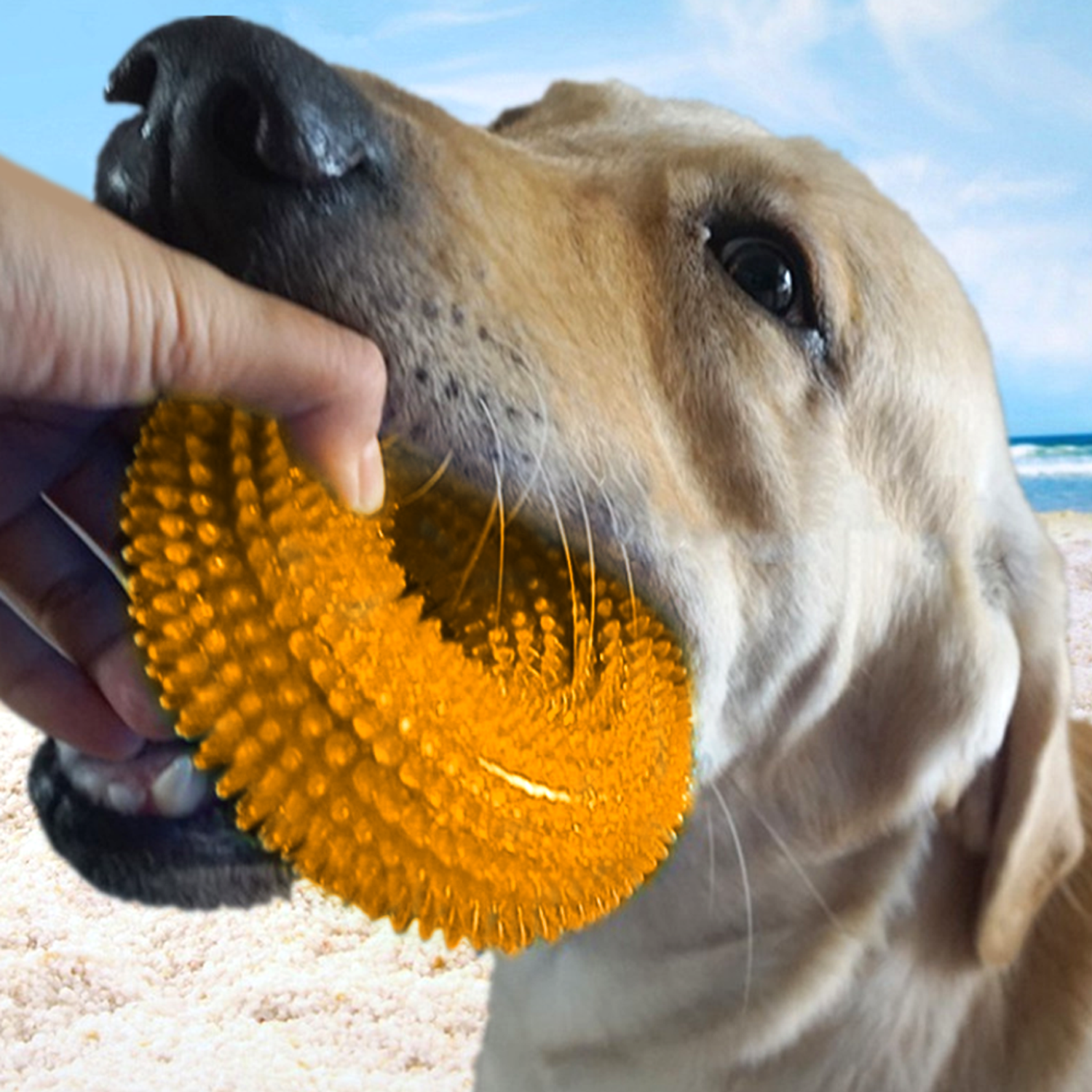 Игрушка для собак ZDK кольцо Кристалл оранжевый ZooWell - фото 6