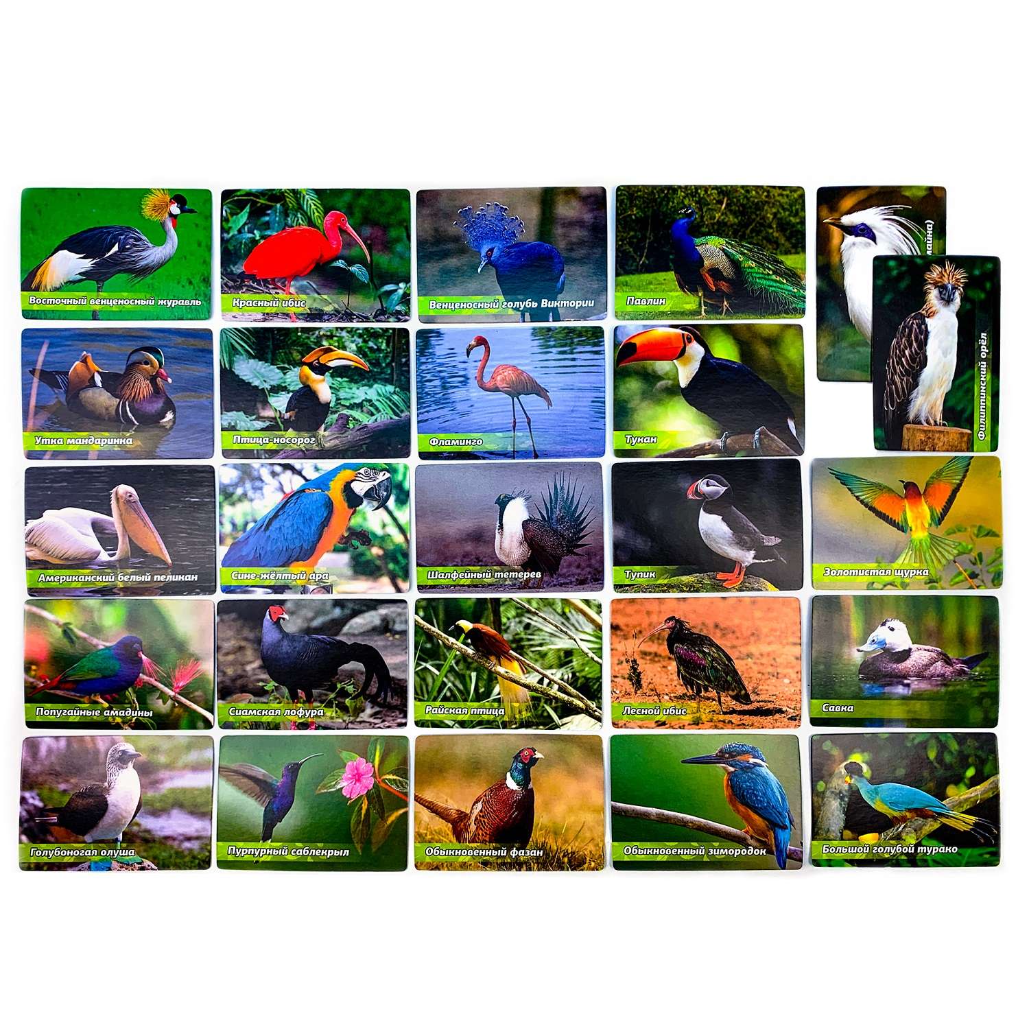 Развивающая игра АльфаТойс Мемо диковинные птицы 11413 - фото 2