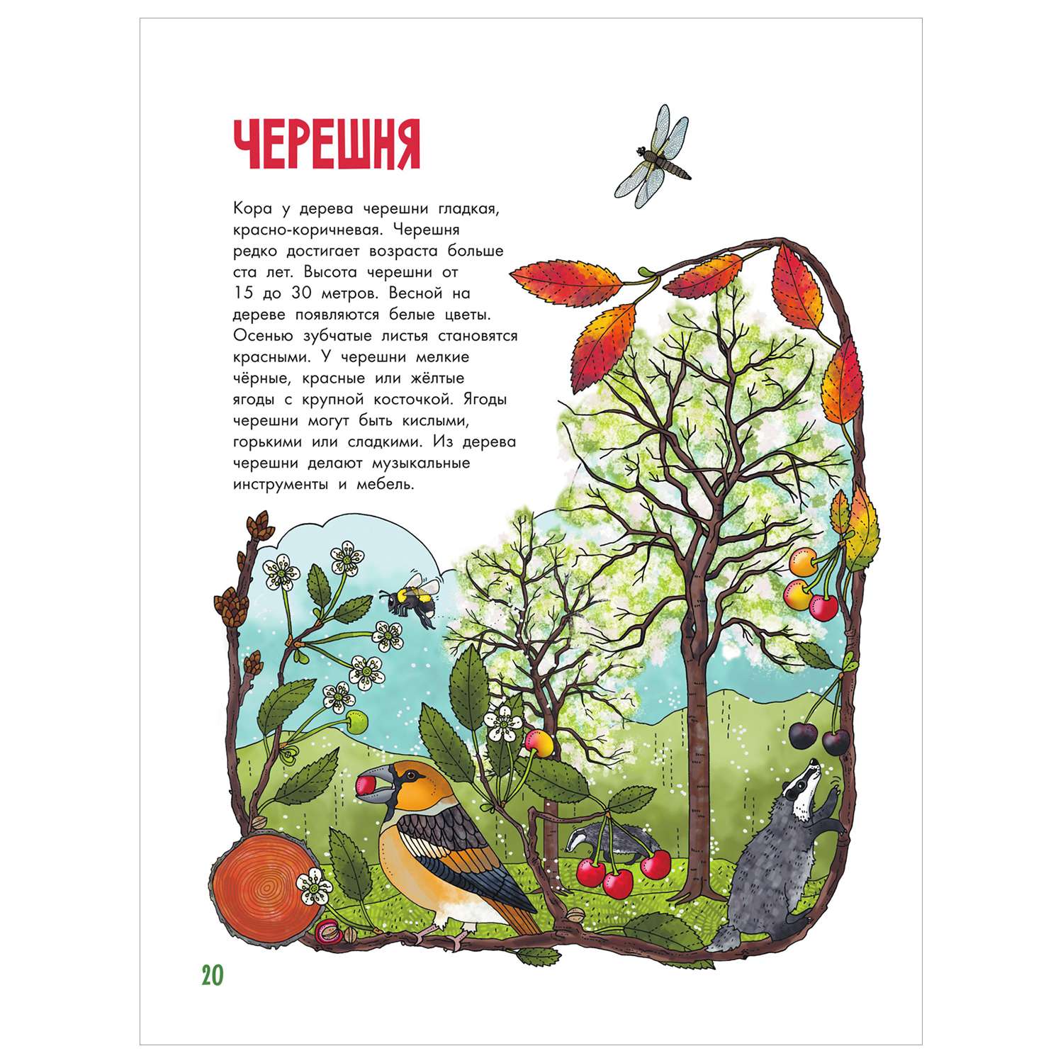 Книга Моя первая книга Деревья купить по цене 488 ₽ в интернет-магазине  Детский мир