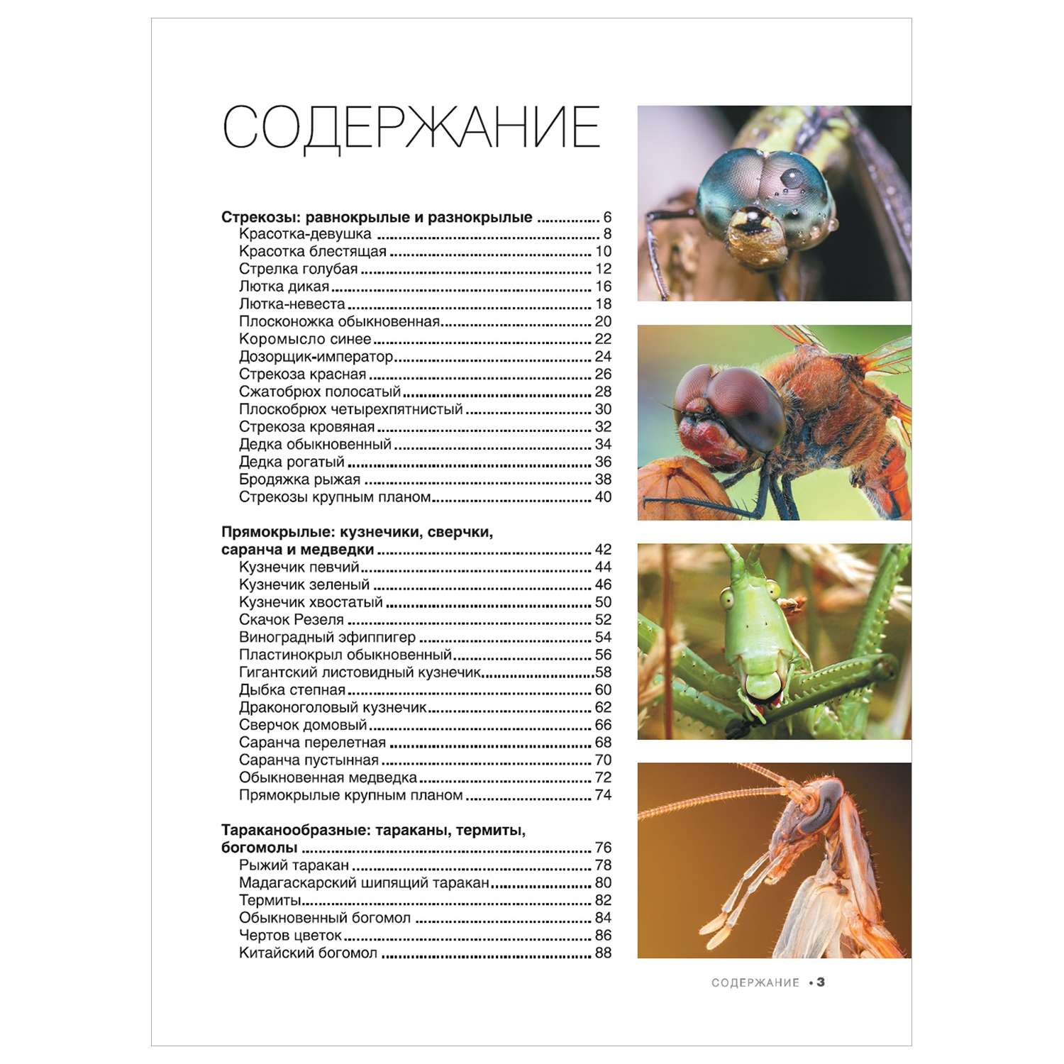 Энциклопедия Большая книга о насекомых 1001фотография - фото 2