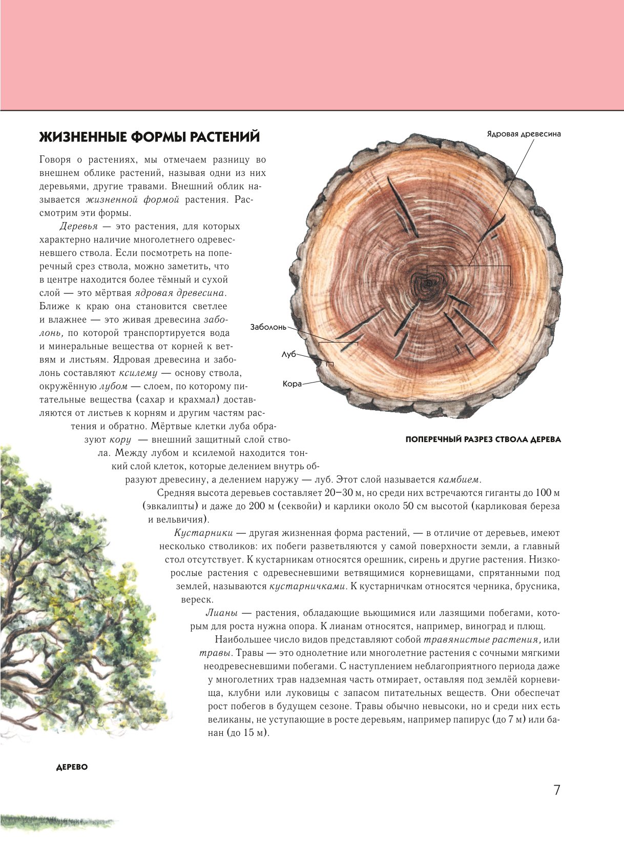 Энциклопедия ЭКСМО-ПРЕСС Растения Полная энциклопедия - фото 5