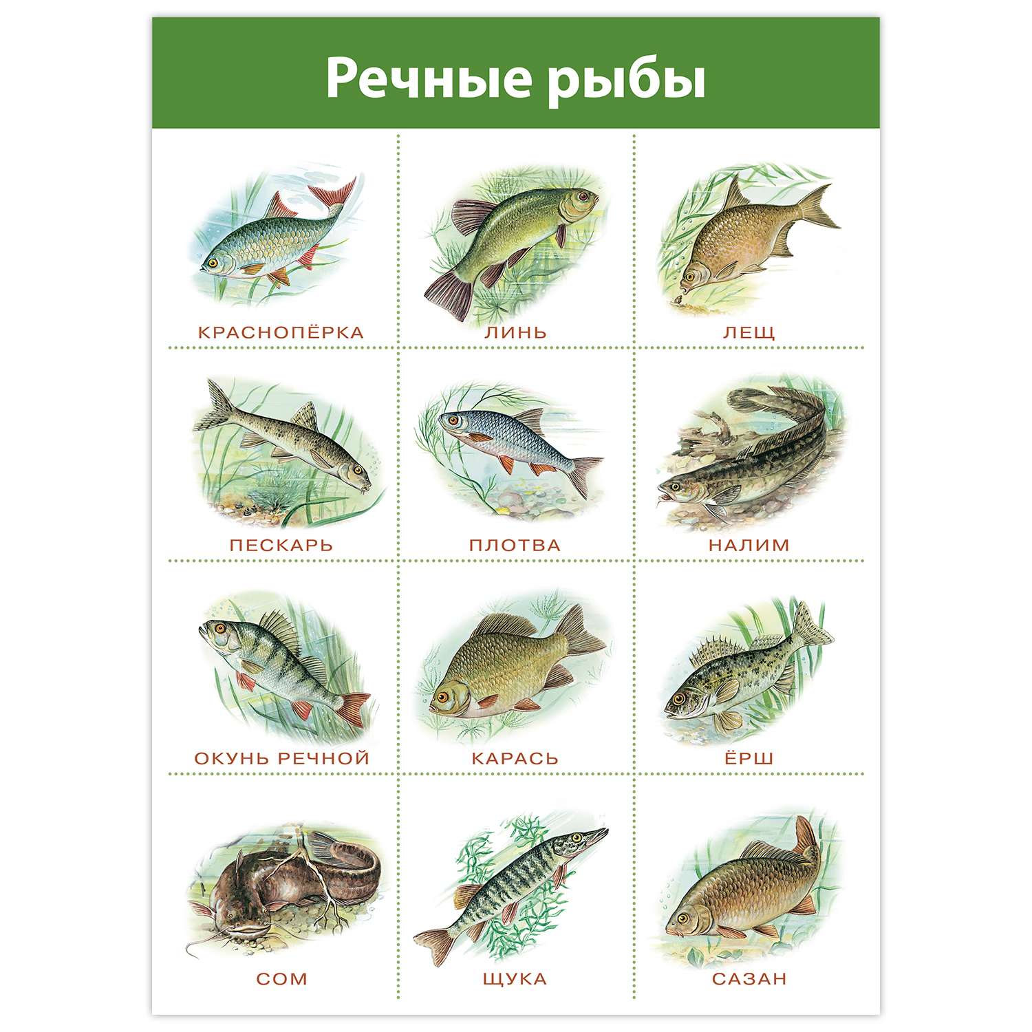 речные рыбы картинки для детей с названиями