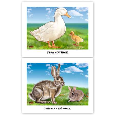 Комплект обучающих карточек Проф-Пресс Дикие животные+Домашние птицы+Мамы и детки