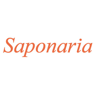 Saponaria