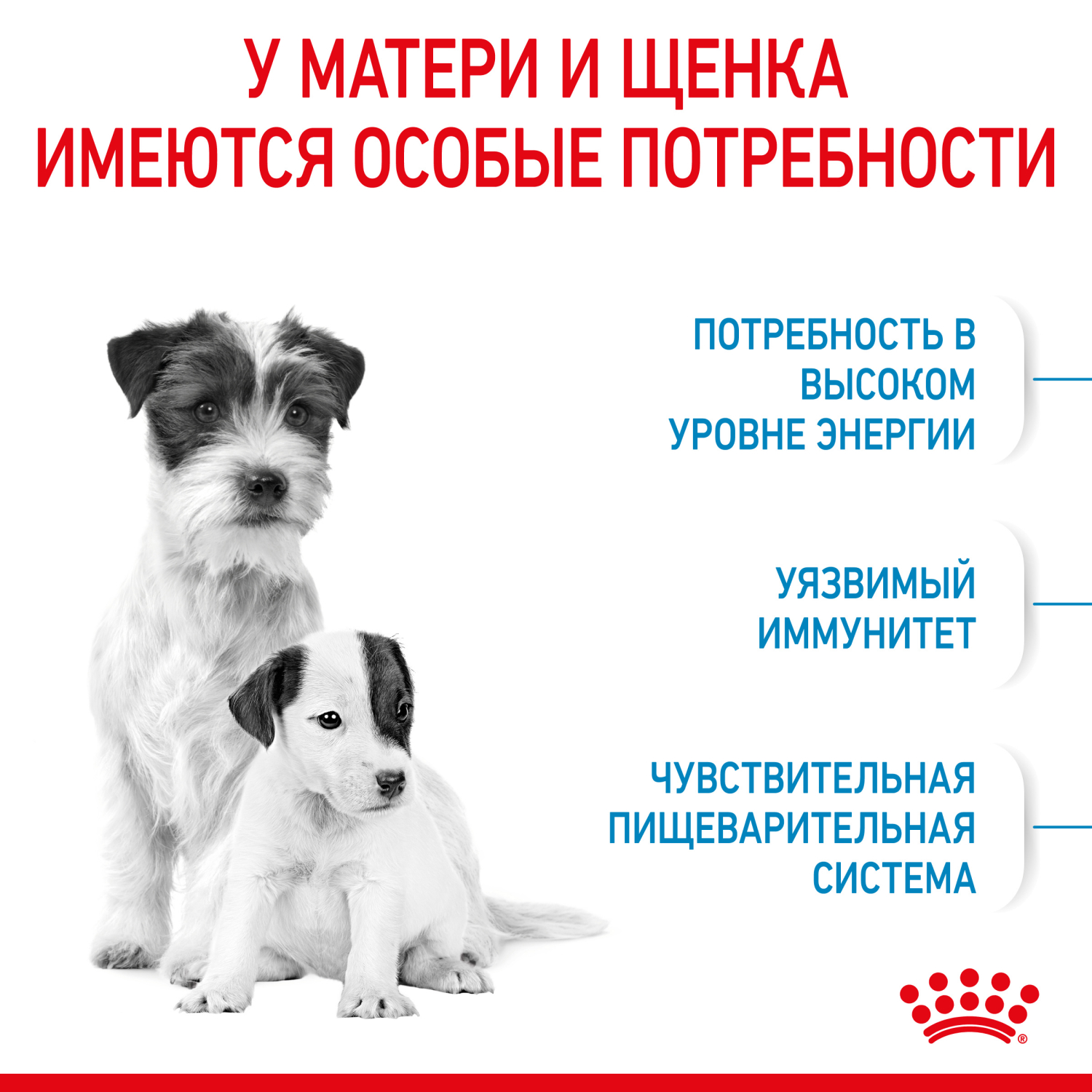 Сухой корм для собак ROYAL CANIN Starter 1 кг птица (полнорационный) - фото 5