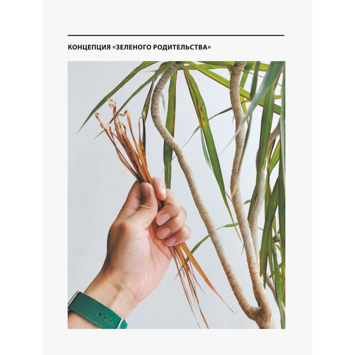 Книга БОМБОРА Зеленый дом Самое понятное руководство по уходу за комнатными растениями - фото 5