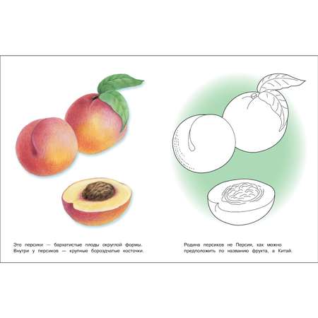 Раскраска Окружающий мир Фрукты