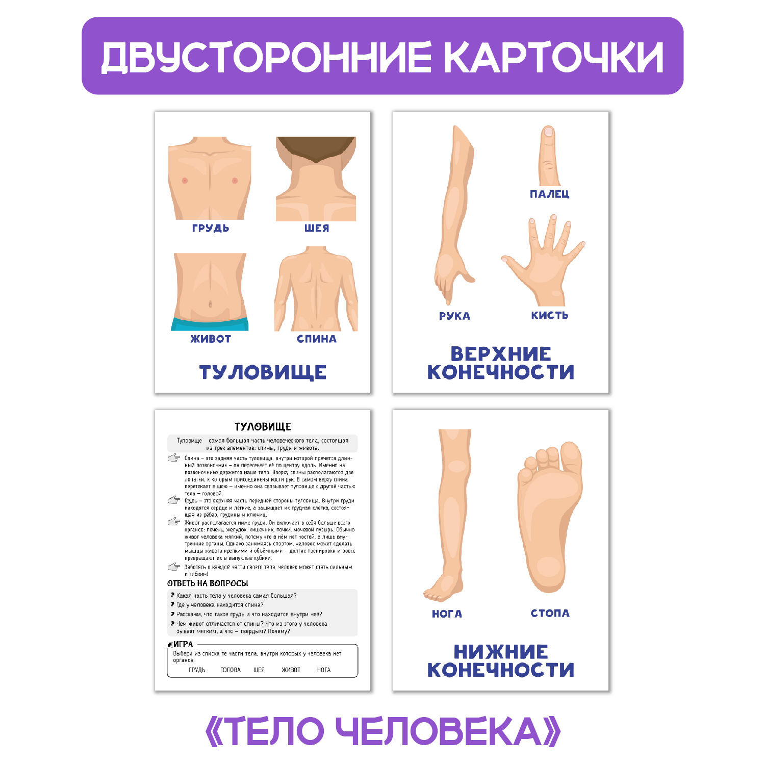 Карточки Проф-Пресс обучающие 3 набора по 16 шт 17х22 см динозавры+тело человека+транспорт - фото 2