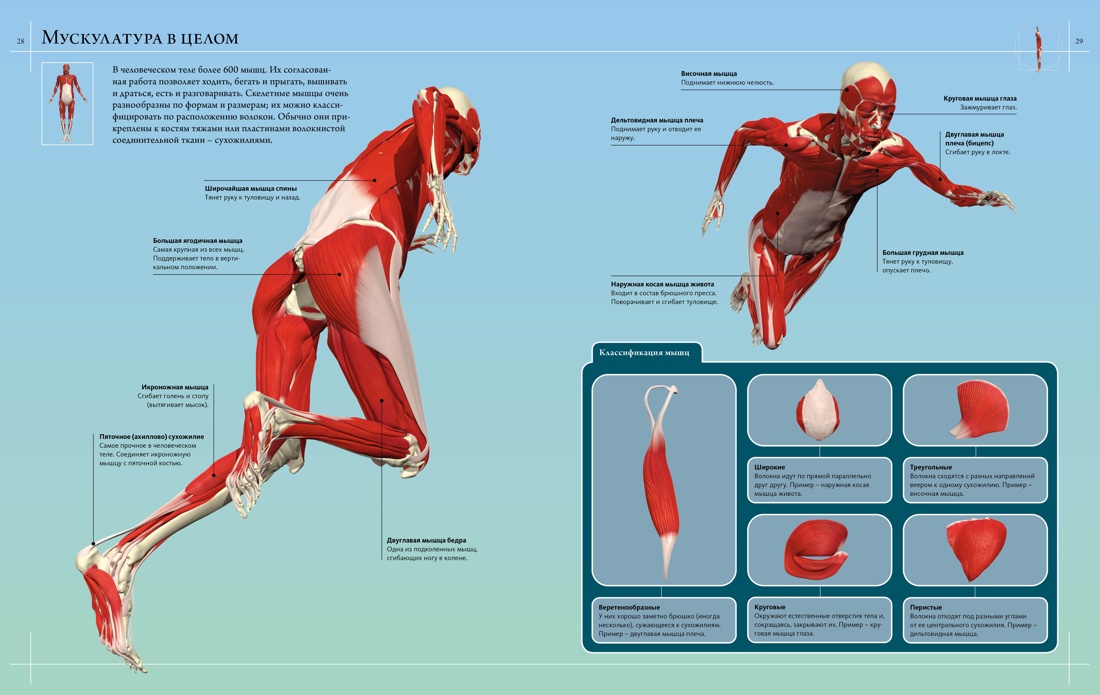 Книга Махаон Иллюстрированный атлас. Анатомия человека - фото 6