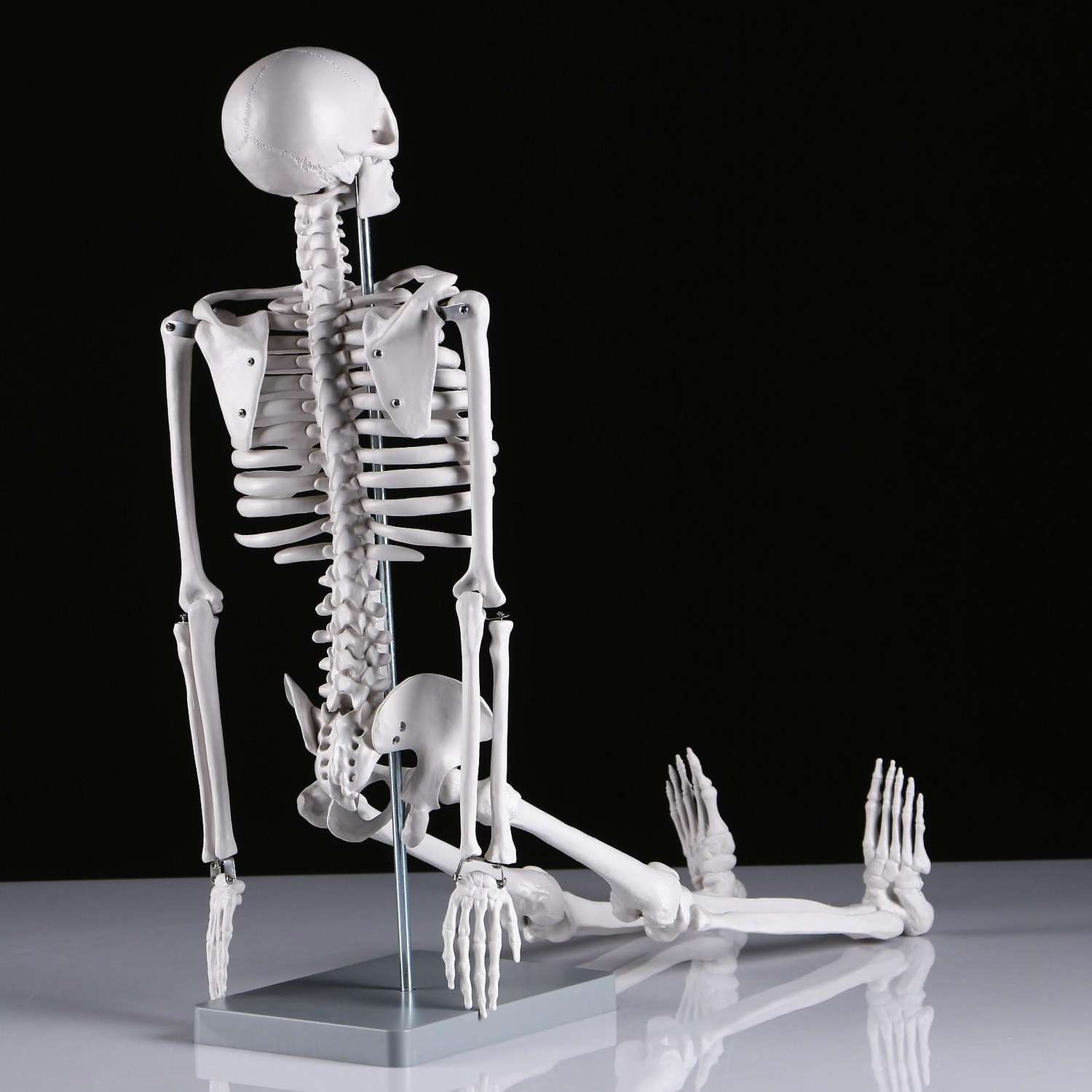 Макет Sima-Land «Скелет человека» 85см - фото 5