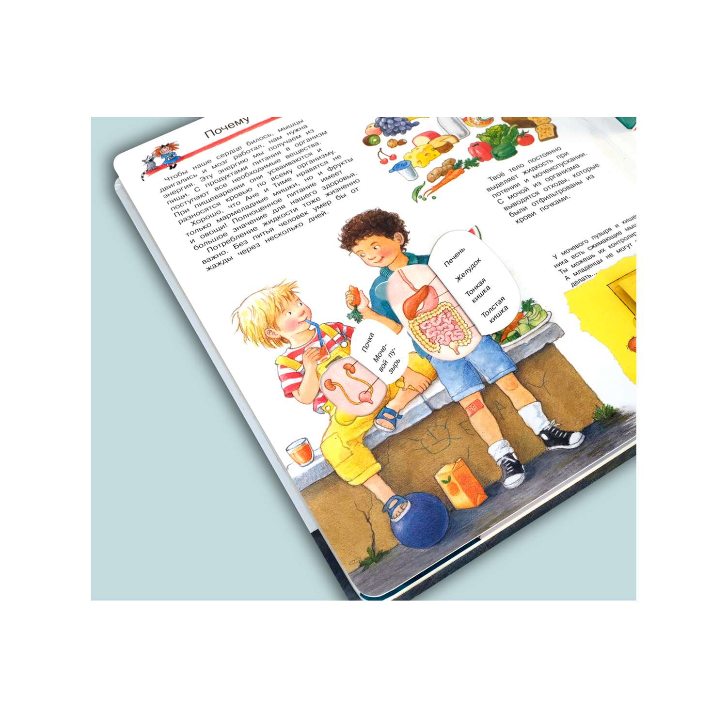 Книга Омега-Пресс Энциклопедия для детей с окошками Что? Почему? Зачем? Изучаем наше тело - фото 14