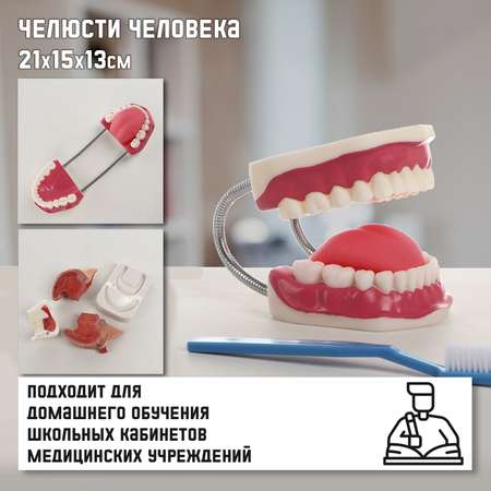 Макет Sima-Land «Челюсти человека» 21*15*13см