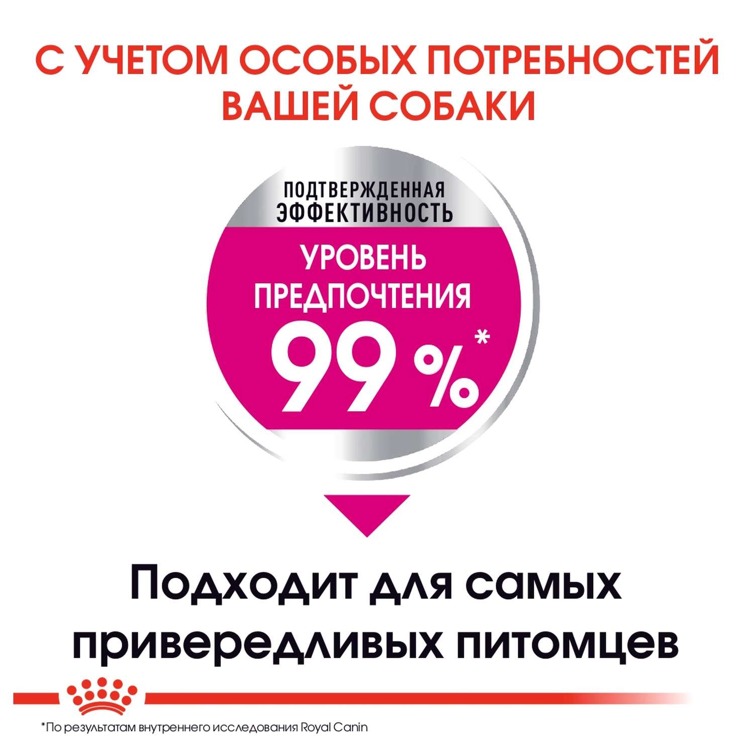 Royal canin best sale mini exigent