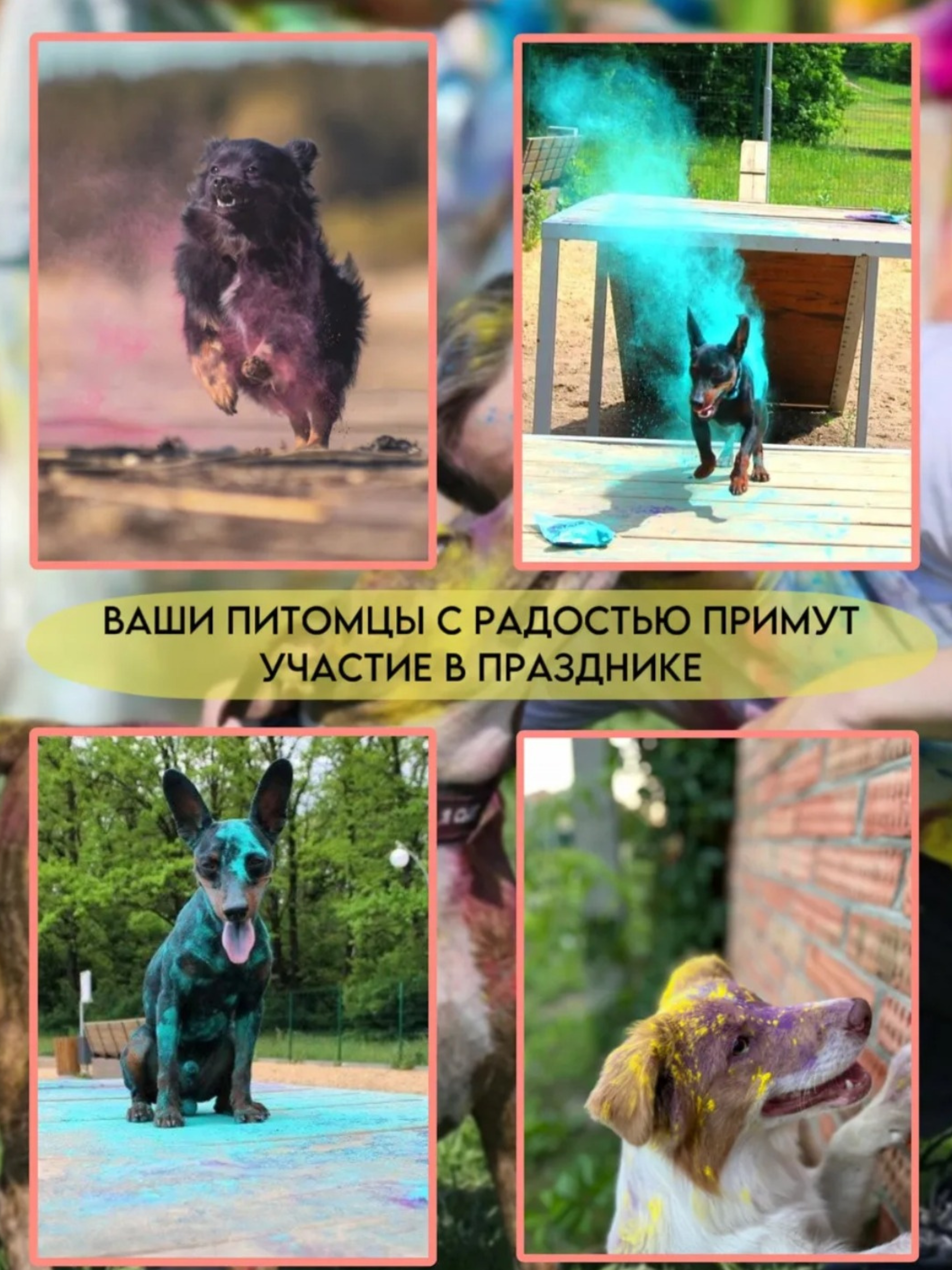 Краски Холи малиновый Holi Like фестивальные для праздника гендер пати - фото 7