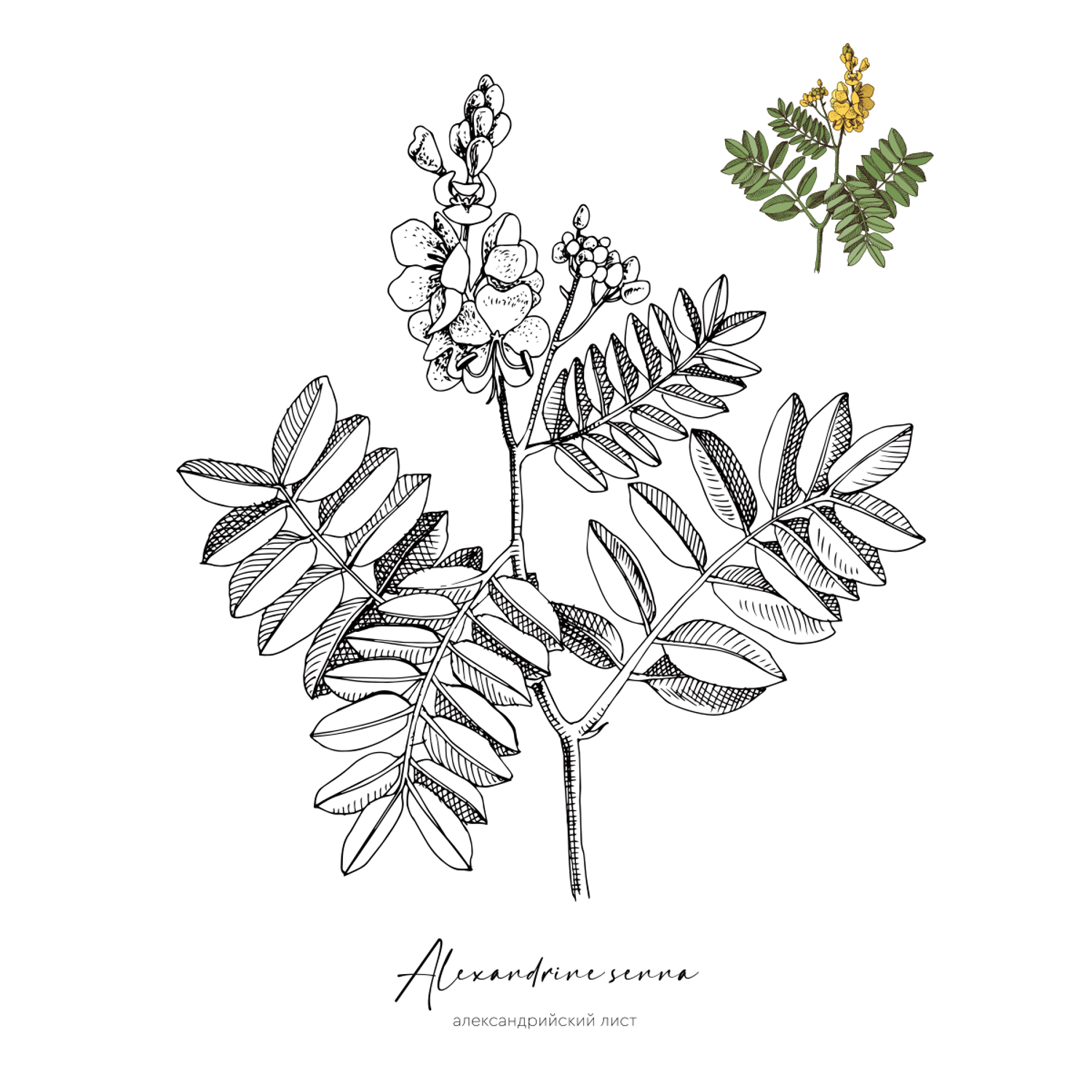 Раскраска Жёлудь Medicinal Herbs Травы медицинские Раскраска вдохновение - фото 6