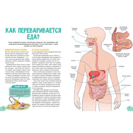 Книга Clever Издательство Удивительные энциклопедии. Невероятное тело человека Валло Д.