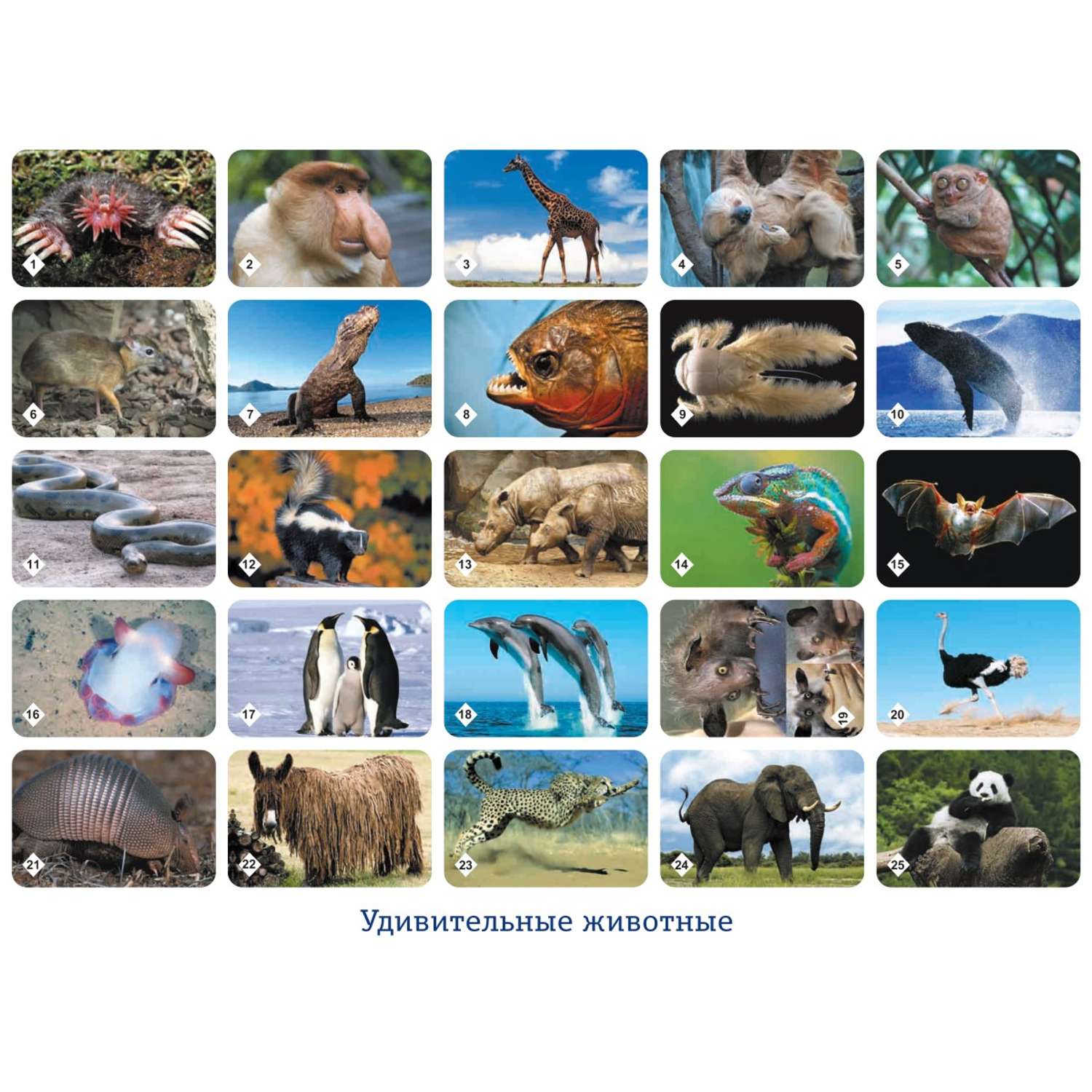 Настольные развивающие игры Нескучные игры Мемо Удивительные животные + Пернатый мир - фото 4
