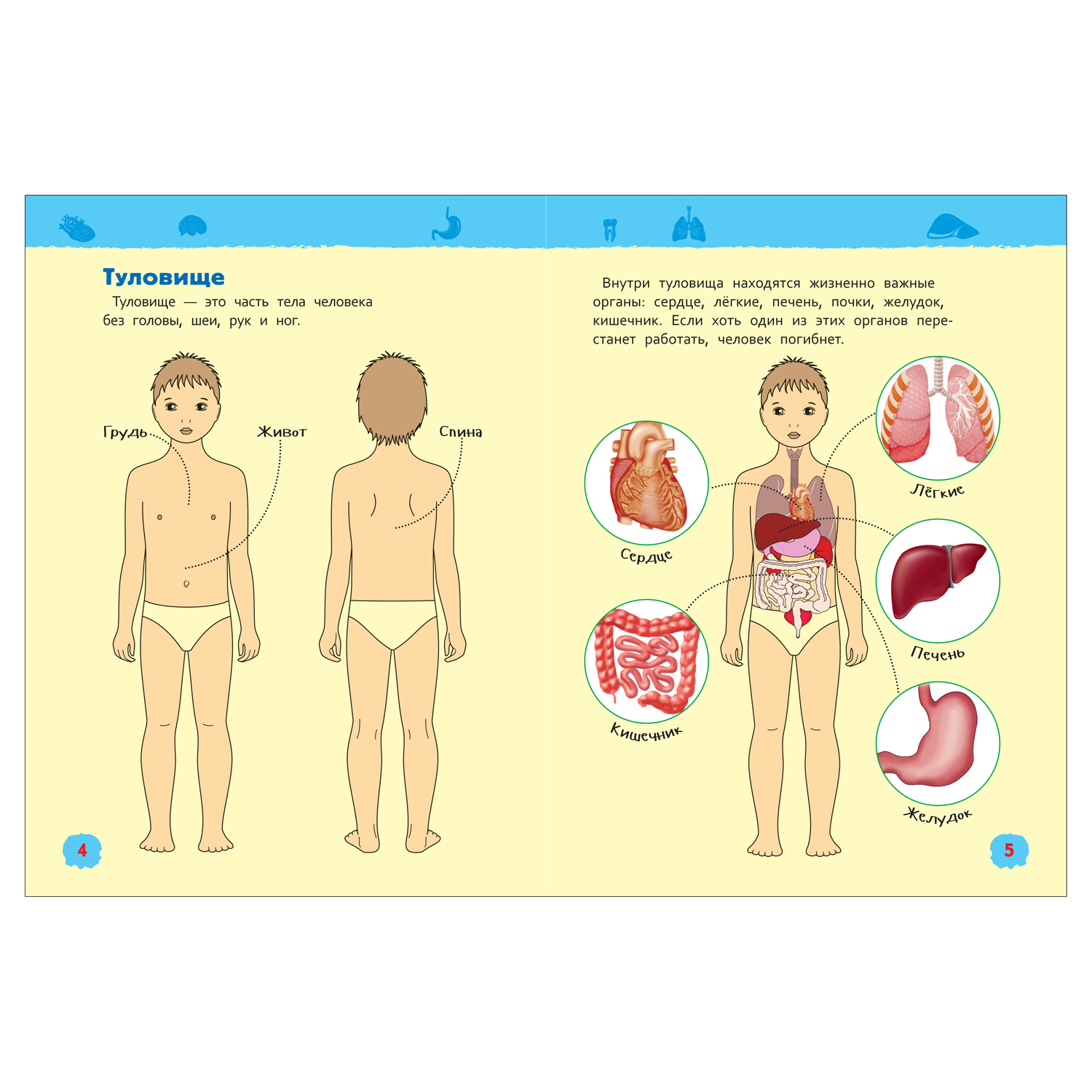 Энциклопедия Росмэн Тело человека купить по цене 199 ₽ в интернет-магазине  Детский мир