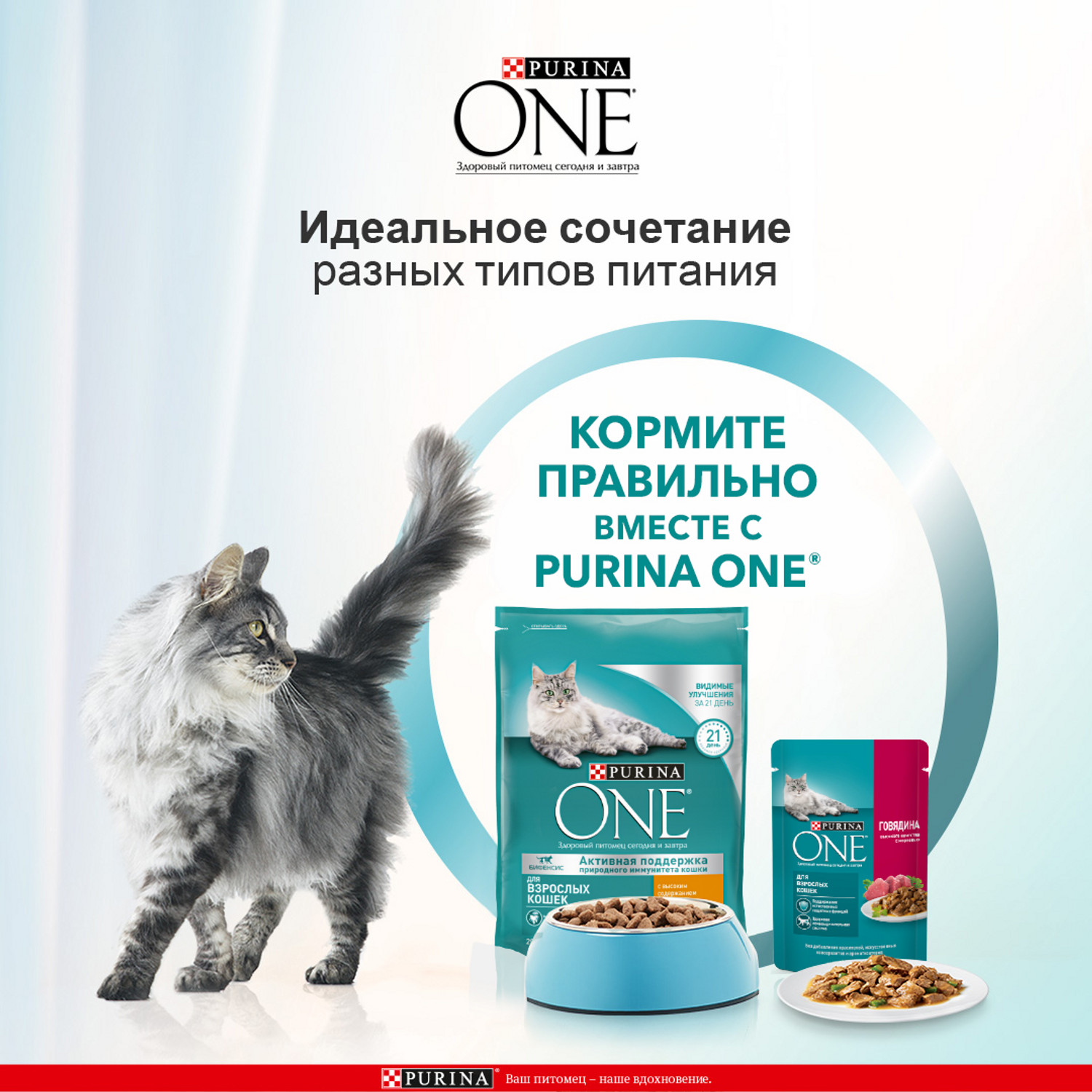 Корм для кошек Purina One 9,75 кг с курицей и цельными злаками купить по  цене 4316 ₽ с доставкой в Москве и России, отзывы, фото