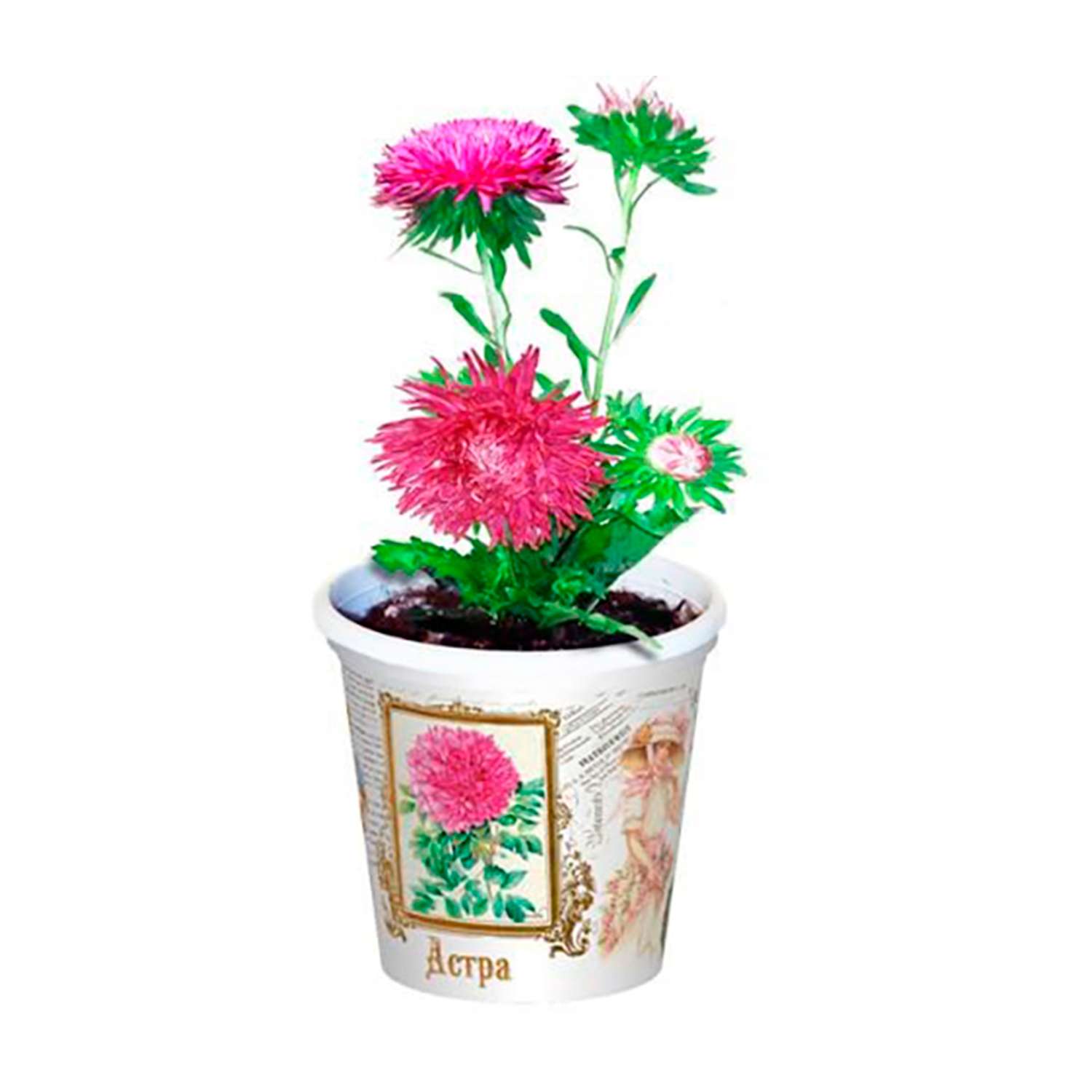 Набор для выращивания растений Rostok Visa Вырасти сам цветок Астра в подарочном горшке - фото 5