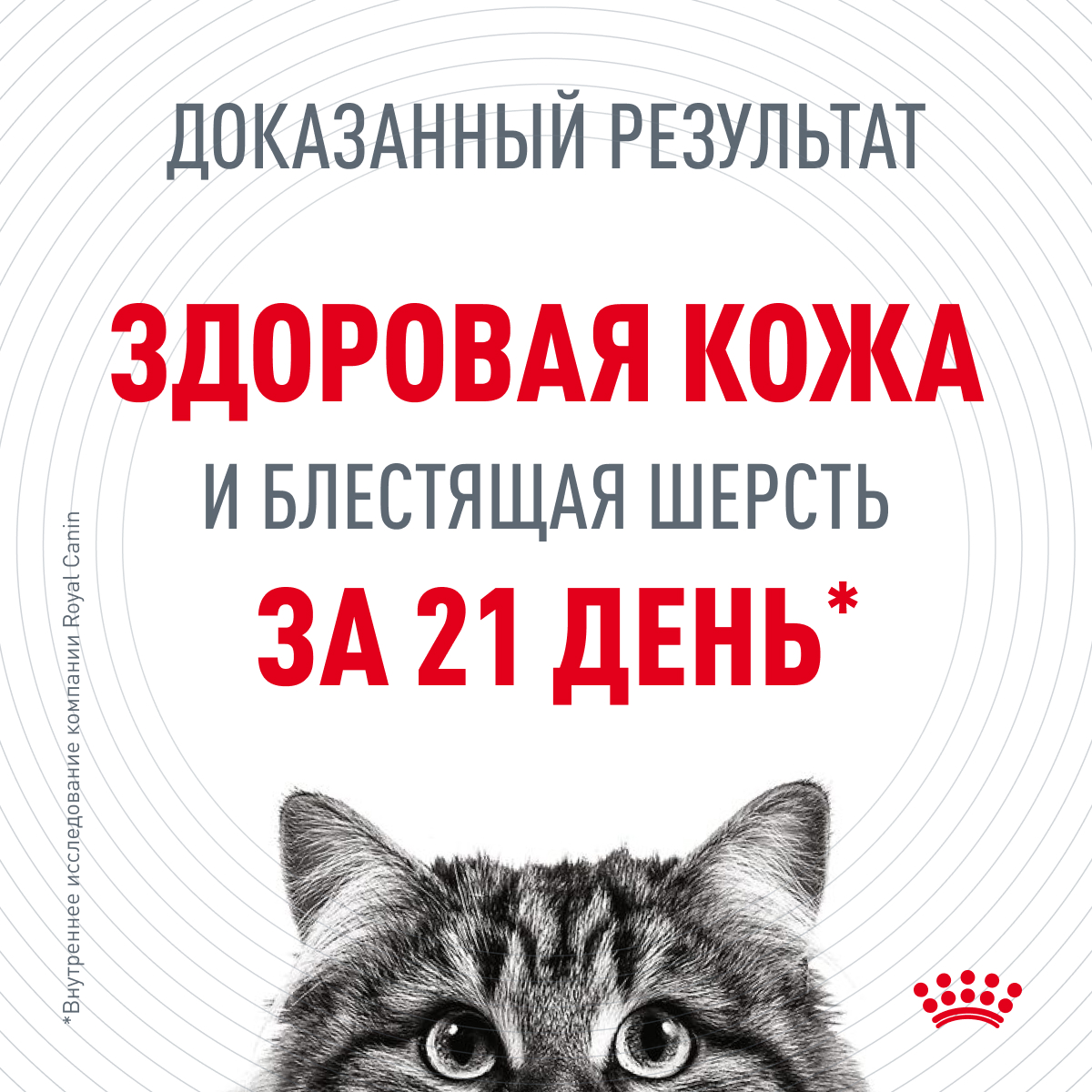 Корм для кошек Royal Canin 85г Hair Skin Care пауч - фото 4