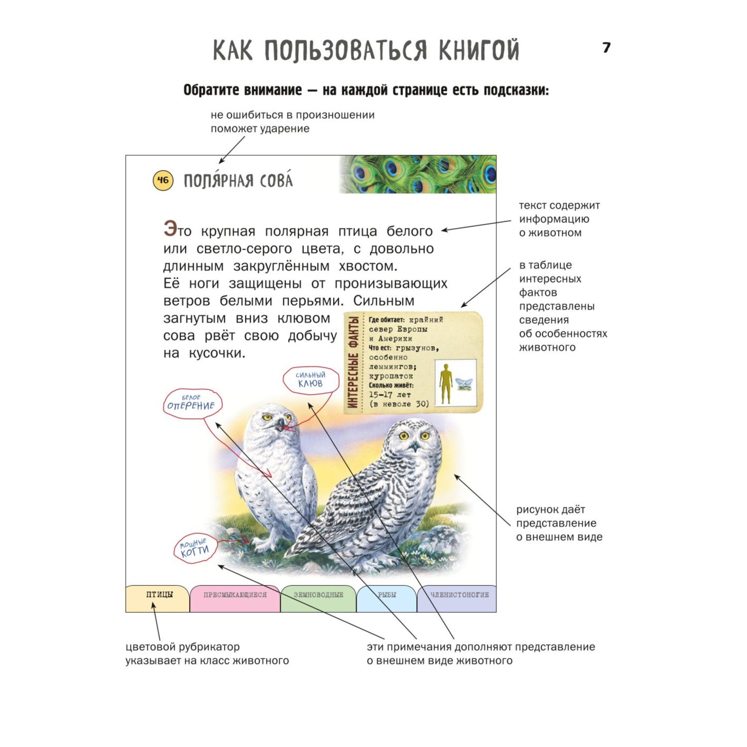 Книга Эксмо Все насекомые птицы рыбы с крупными буквами - фото 4