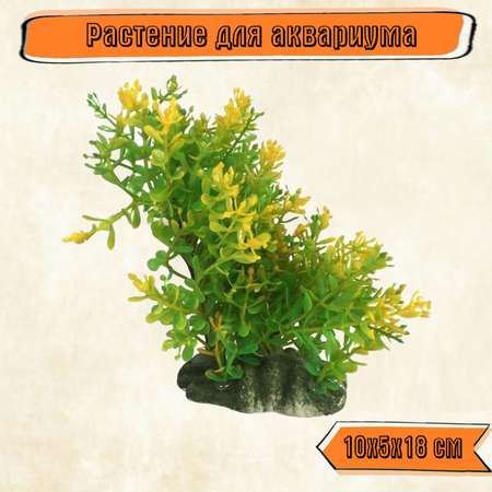 Аквариумное растение Rabizy Куст 10х5х18 см