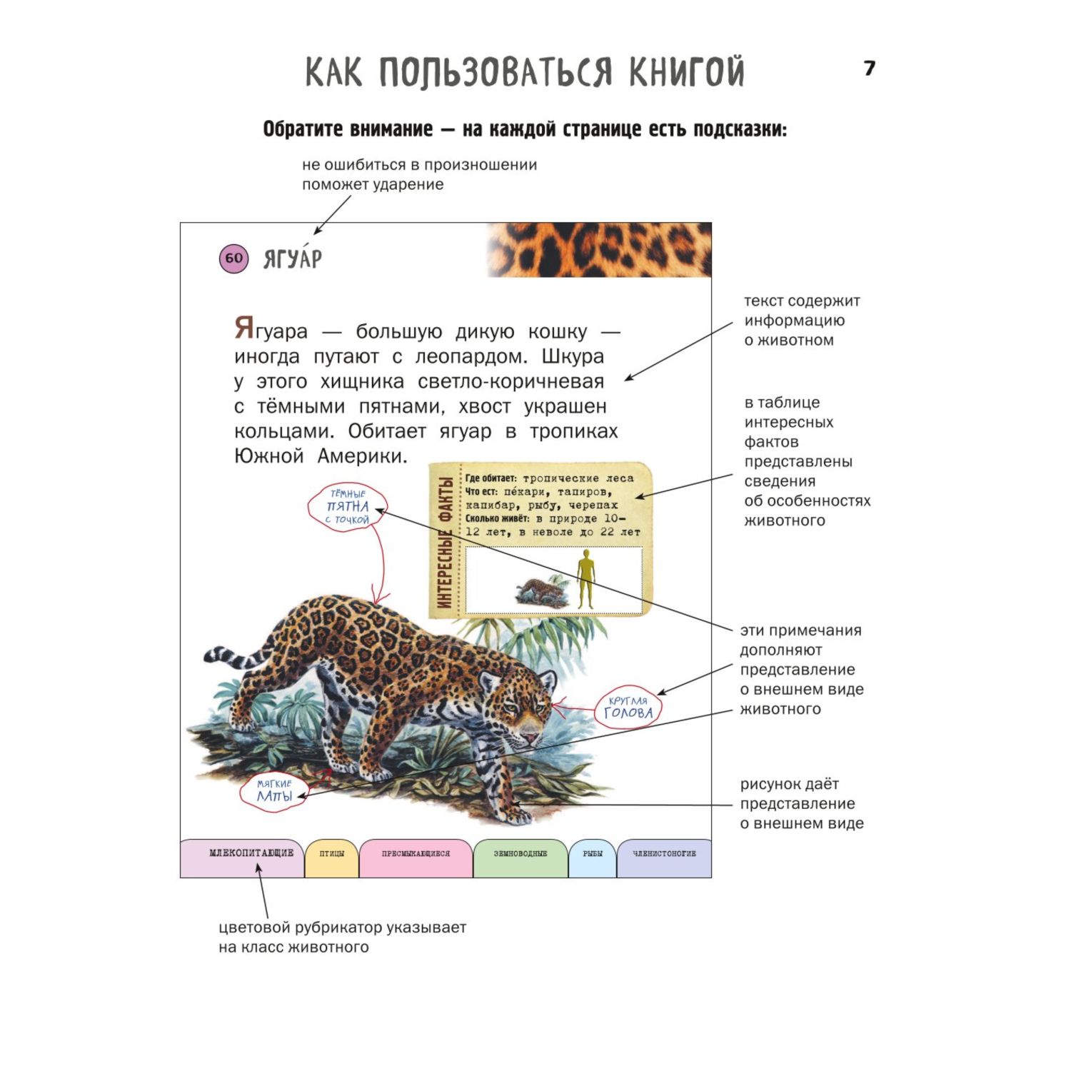 Книга Эксмо Все животные с крупными буквами